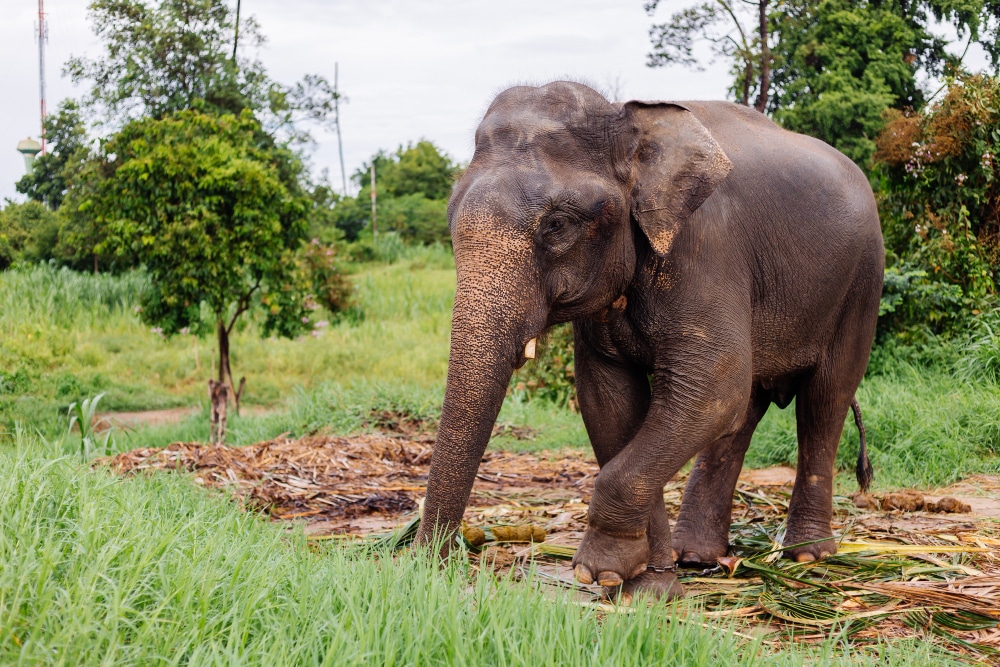 Sri Lanka - słoń