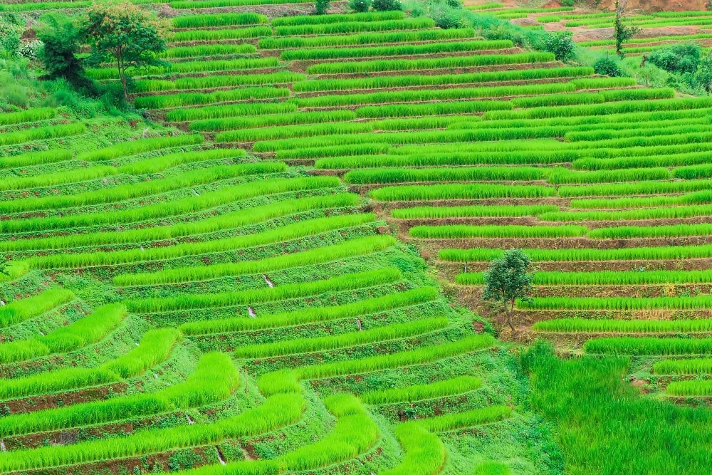 Sri Lanka - pola ryżowe