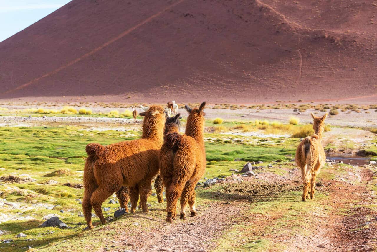 Peru lamy