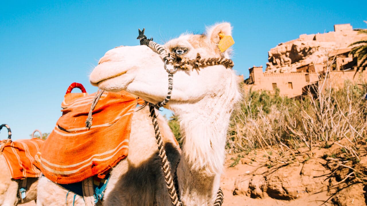 Maroko wielbłąd